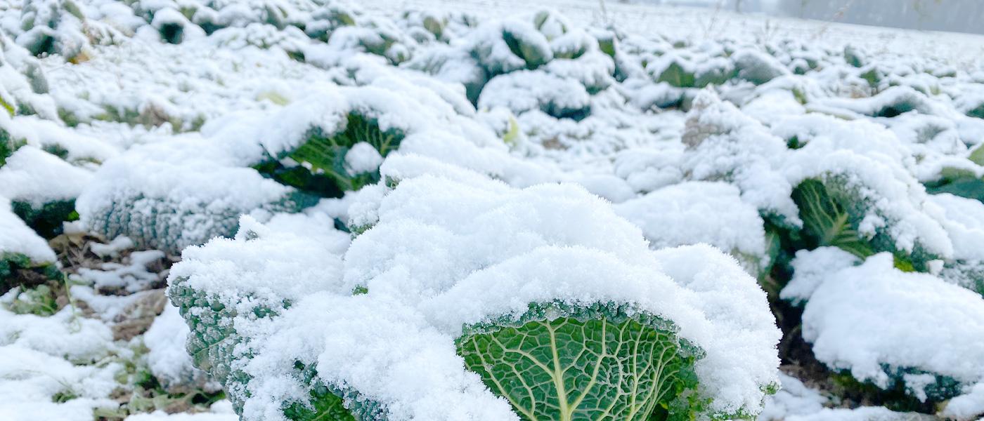 Winterschlaf