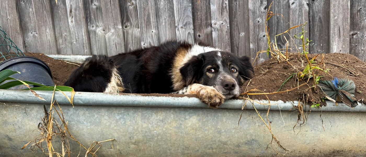 Header Emmi im Blumenkübel