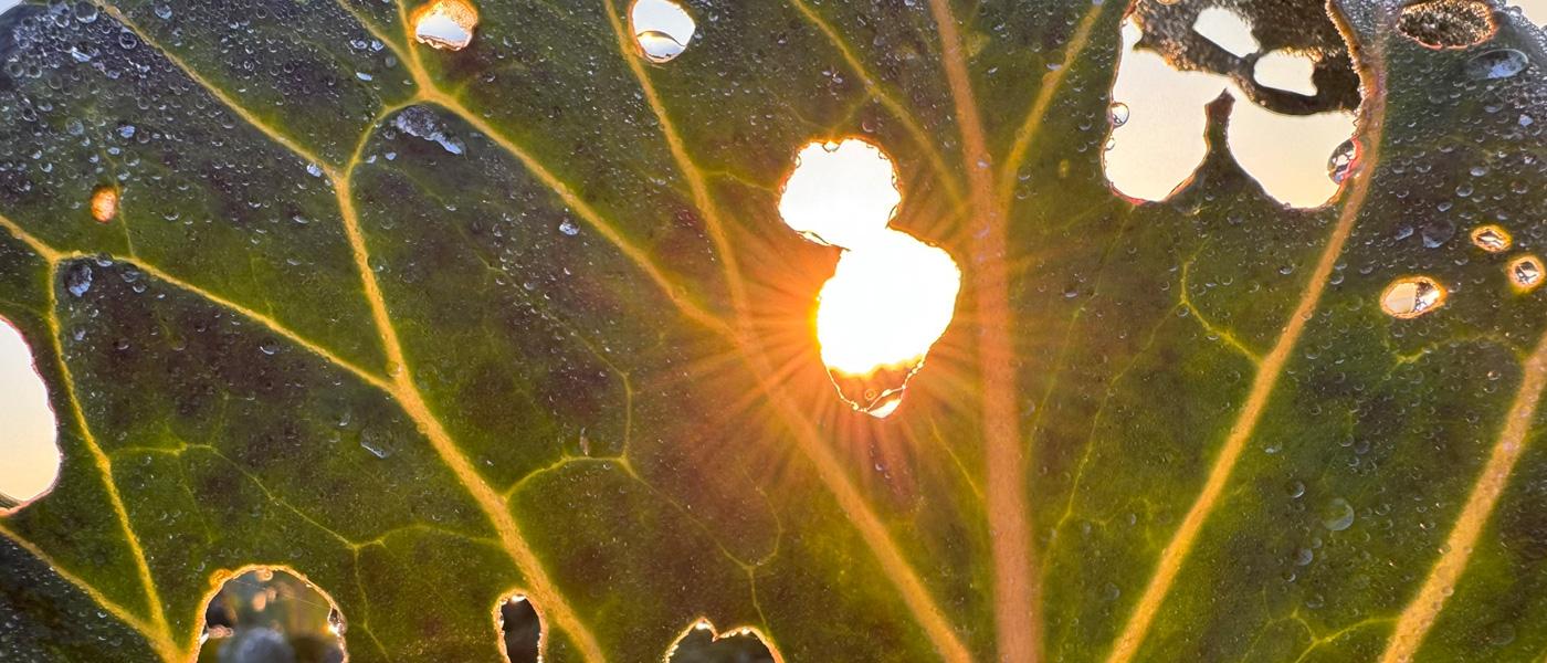 Newsletter Lichtblick