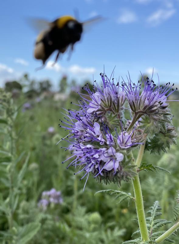 Phazelia mit Hummel