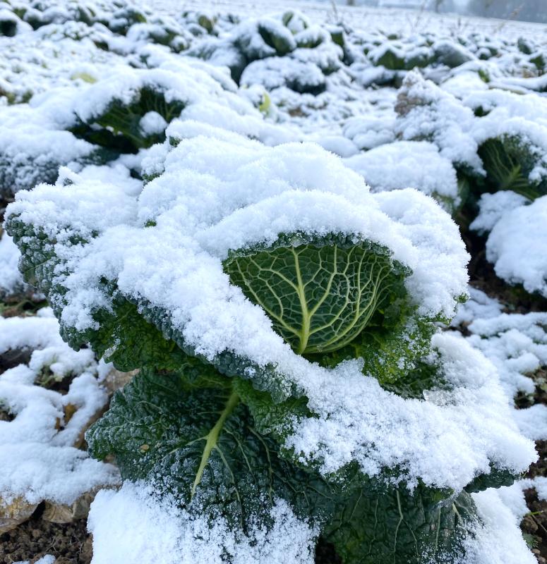 Wirsing auf dem Acker unter Schnee