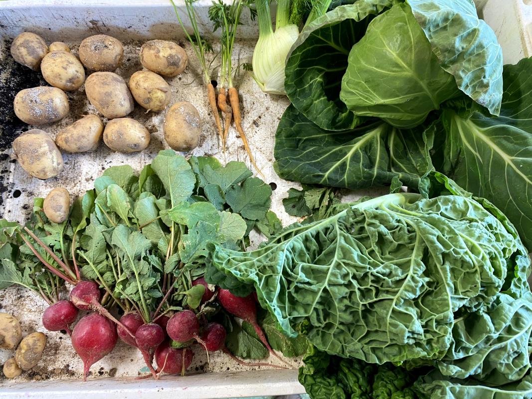 Gemüse Allerlei von der Ackerrundfahrt