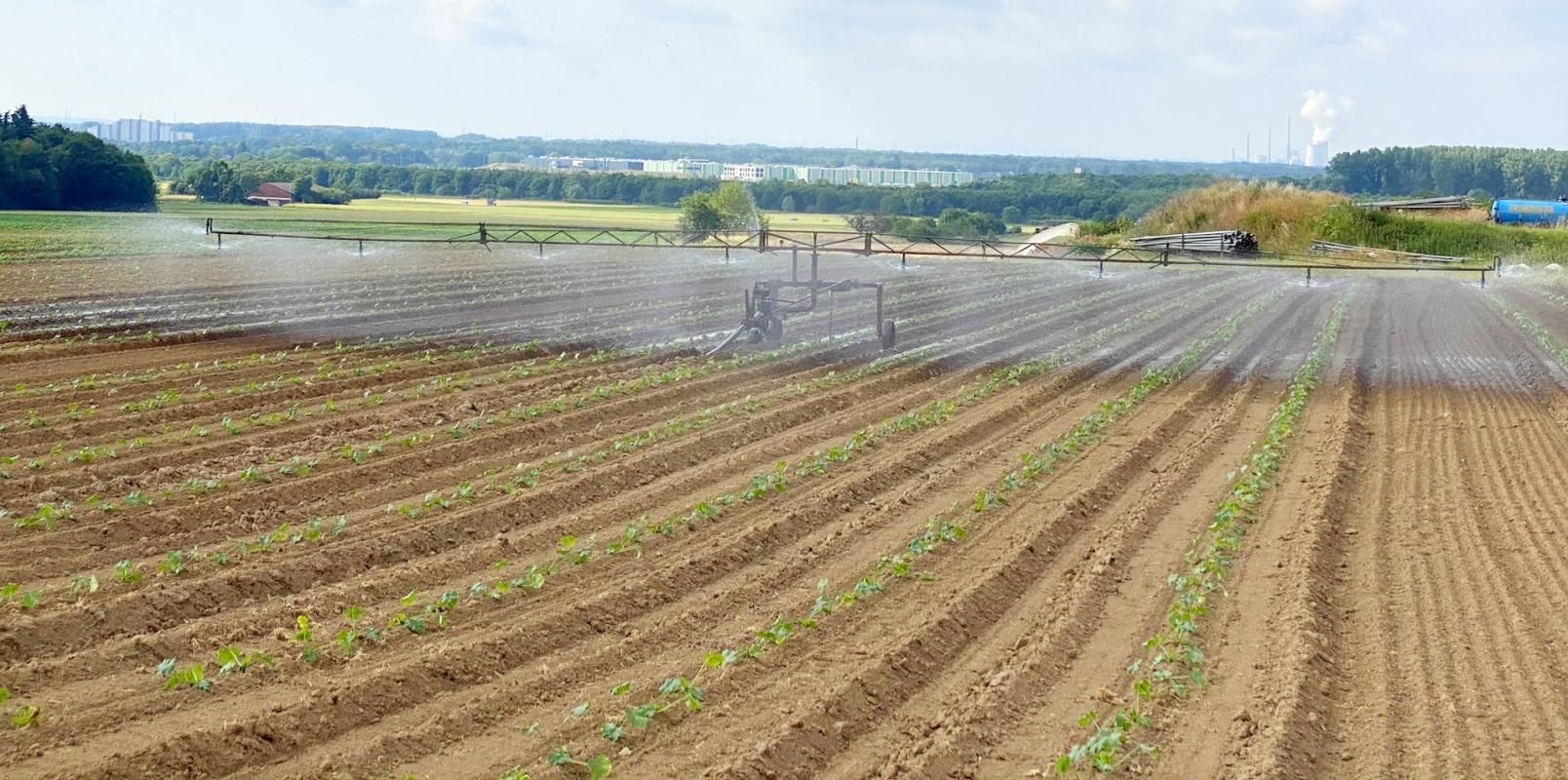 Beregnungsmaschine auf dem Zucchiniacker