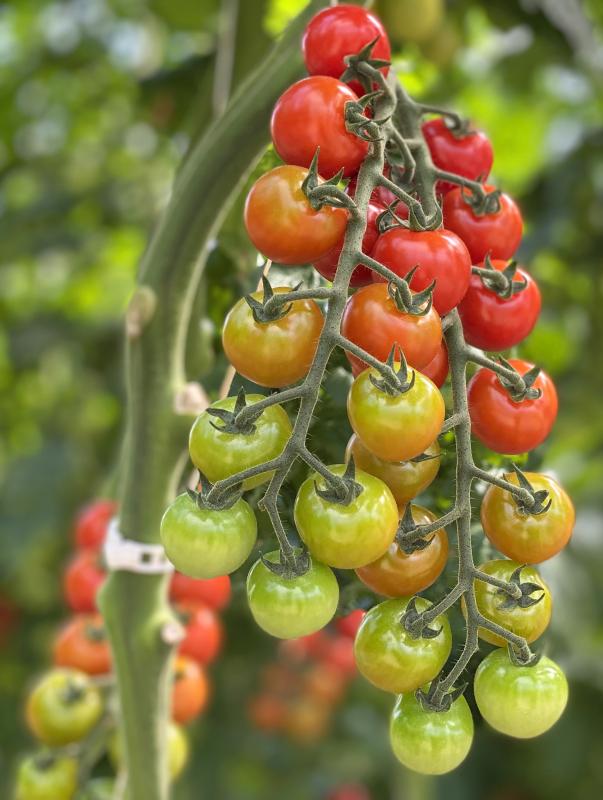 Cherrytomaten im Gewächshaus