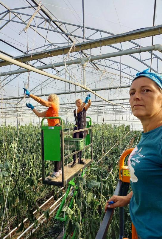 Arbeiten im Gewächshaus Gurken entfernen