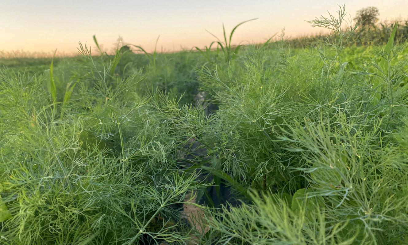 Dill auf dem Acker