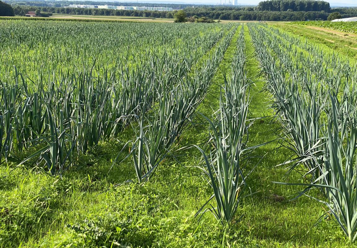Lauchacker mit viel Unkraut