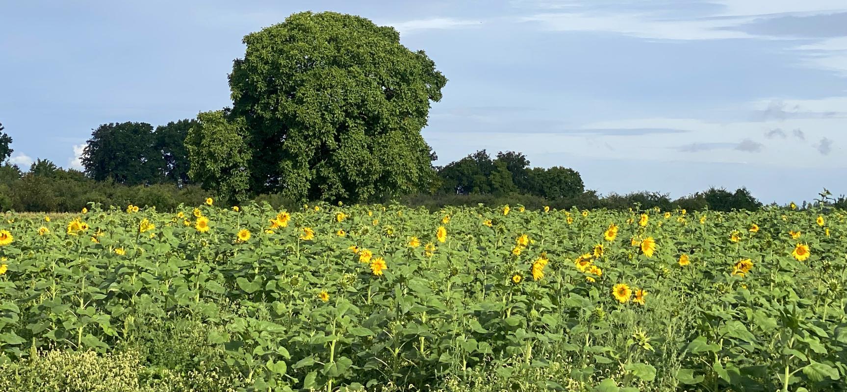 Sonnenblumenfeld am Nussbaum