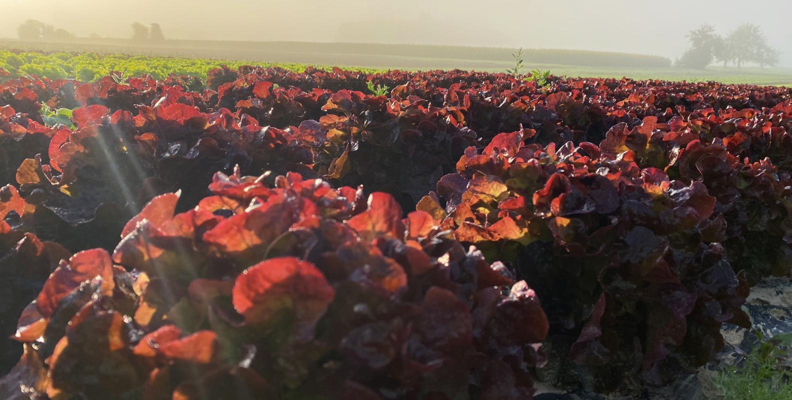 Blattsalate auf dem Acker