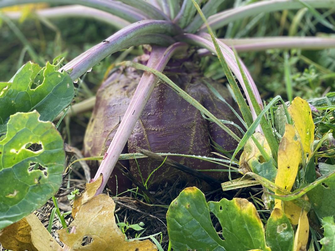 Steckrübe auf dem Acker