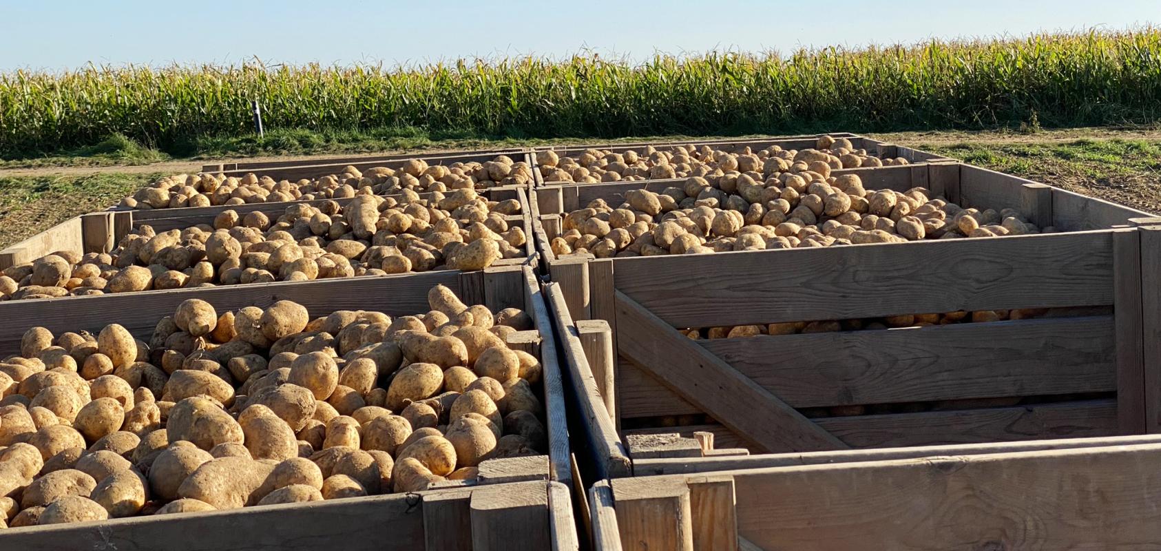 Kartoffeln in Großkisten auf dem Acker