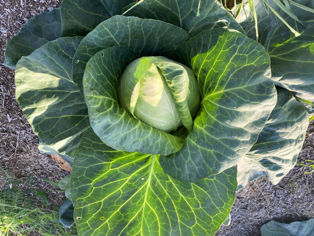 Spitzkohl auf dem Acker