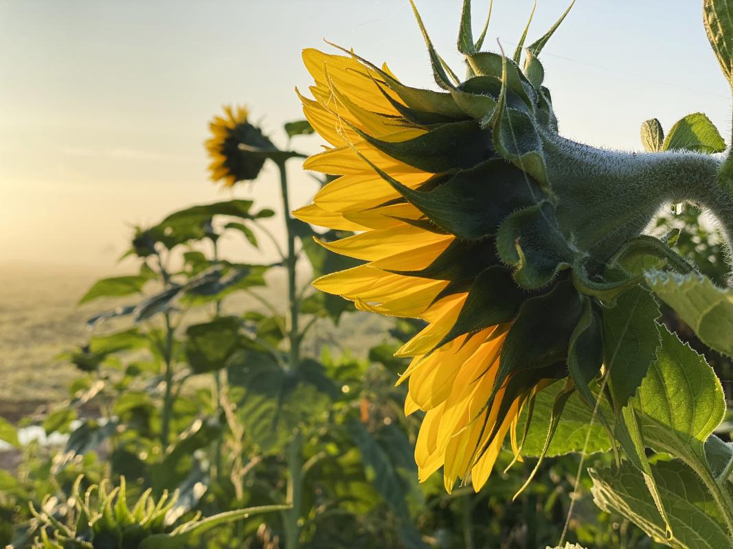 Sonnenblumen auf dem Acker