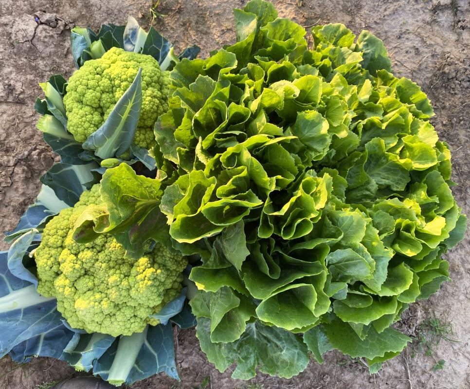 Endivien und grüner Blumenkohl aus dem Saisongarten