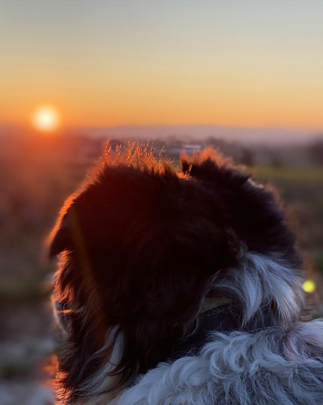 Emmi guckt in den Sonnenaufgang