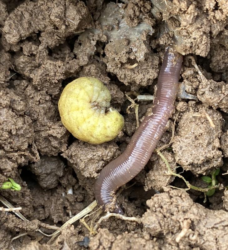 Regenwurm und Raupe auf dem Acker