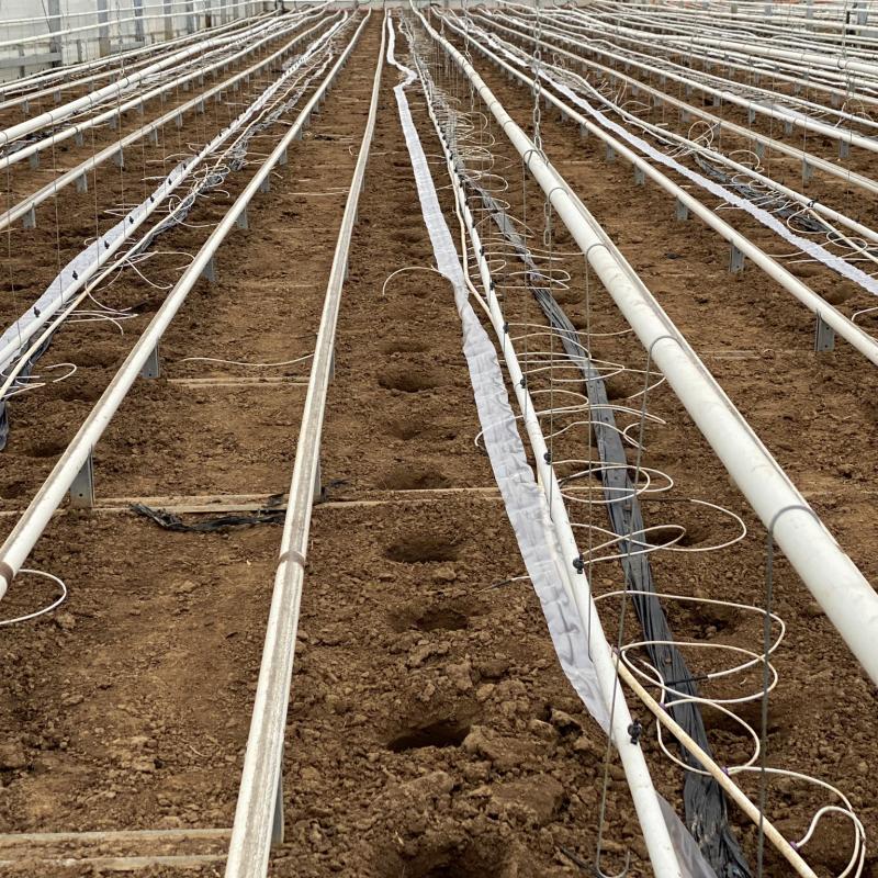 geborte Löcher für Tomaten- und Gurkenpflanzen