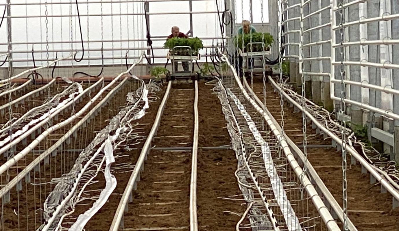 Tomaten pflanzen im Gewächshaus