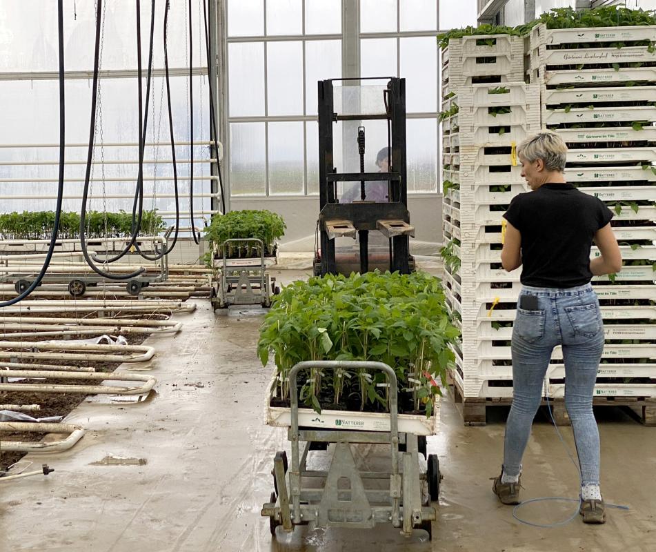 Tomatenpflanzen im Gewächshaus