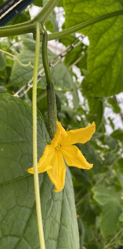 Gurken mit ersten Blüten im Gewächshaus