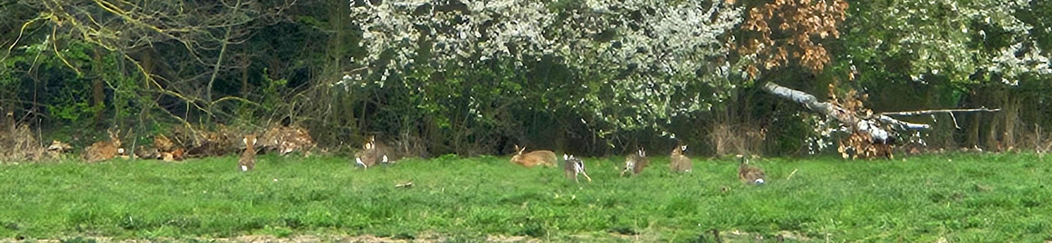 Hasenversammlung an der Hecke