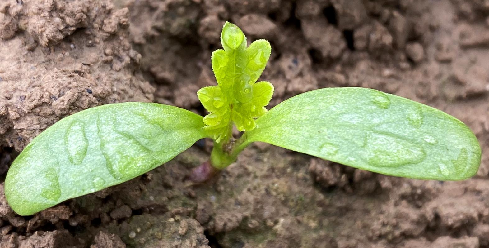 Pastinake Keimling