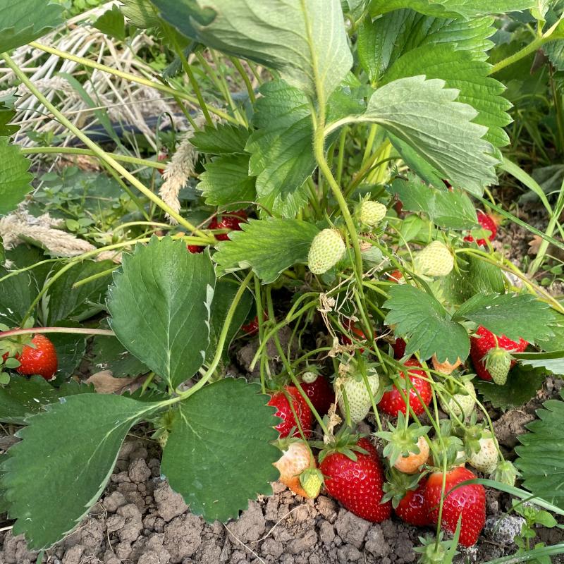 Erdbeeren im Tunnel