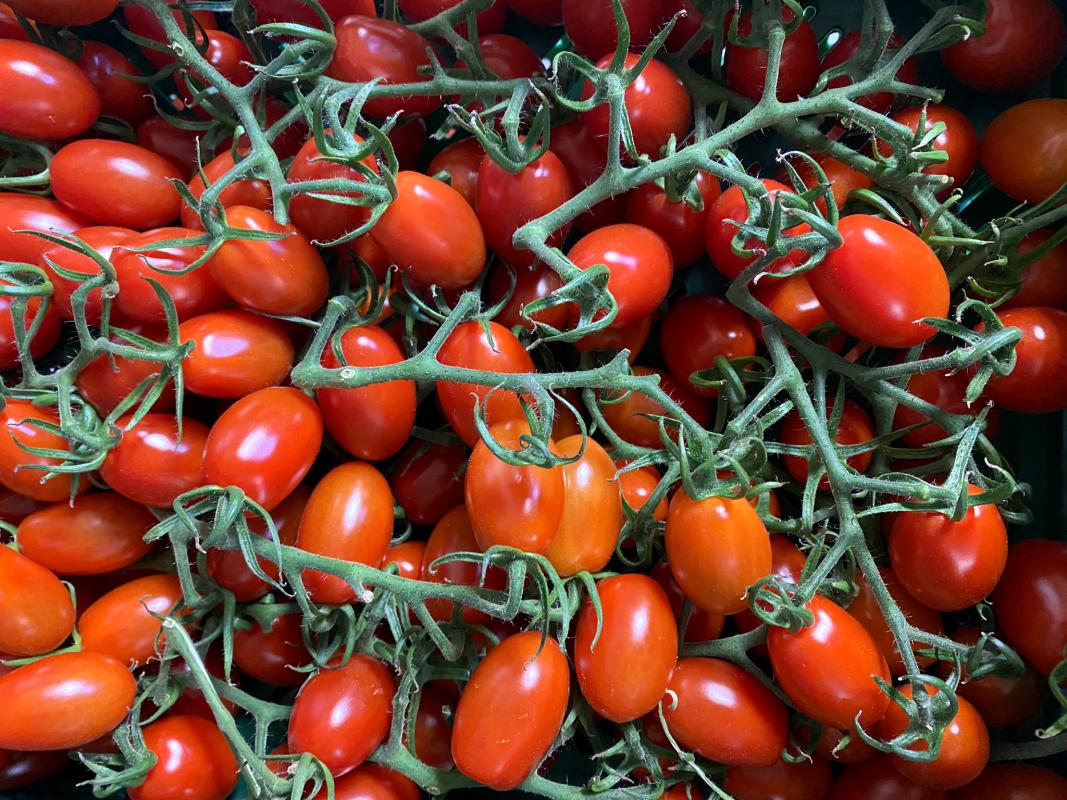 Roma-Cherrytomaten