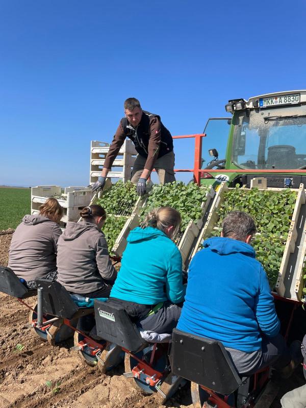 Mitarbeiter pflanzen Kohl auf dem Acker