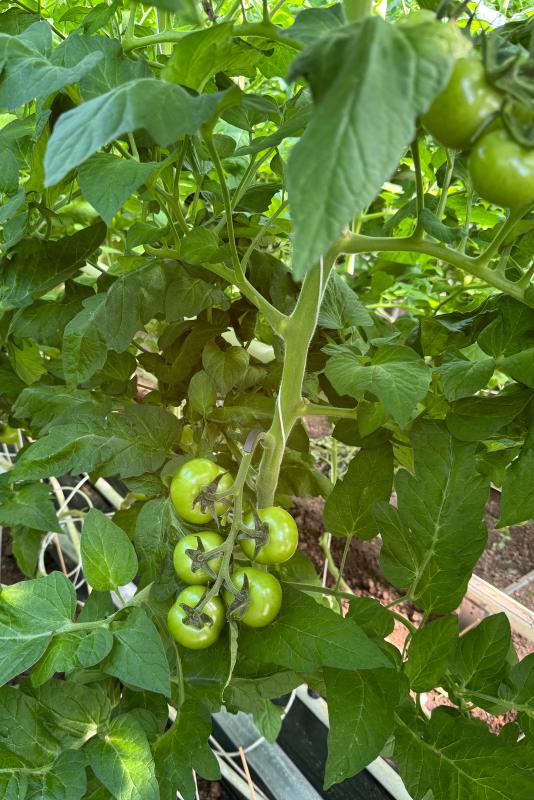 Tomaten im Gewächshaus