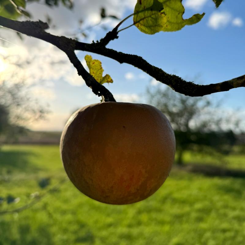 Apfel am Baum