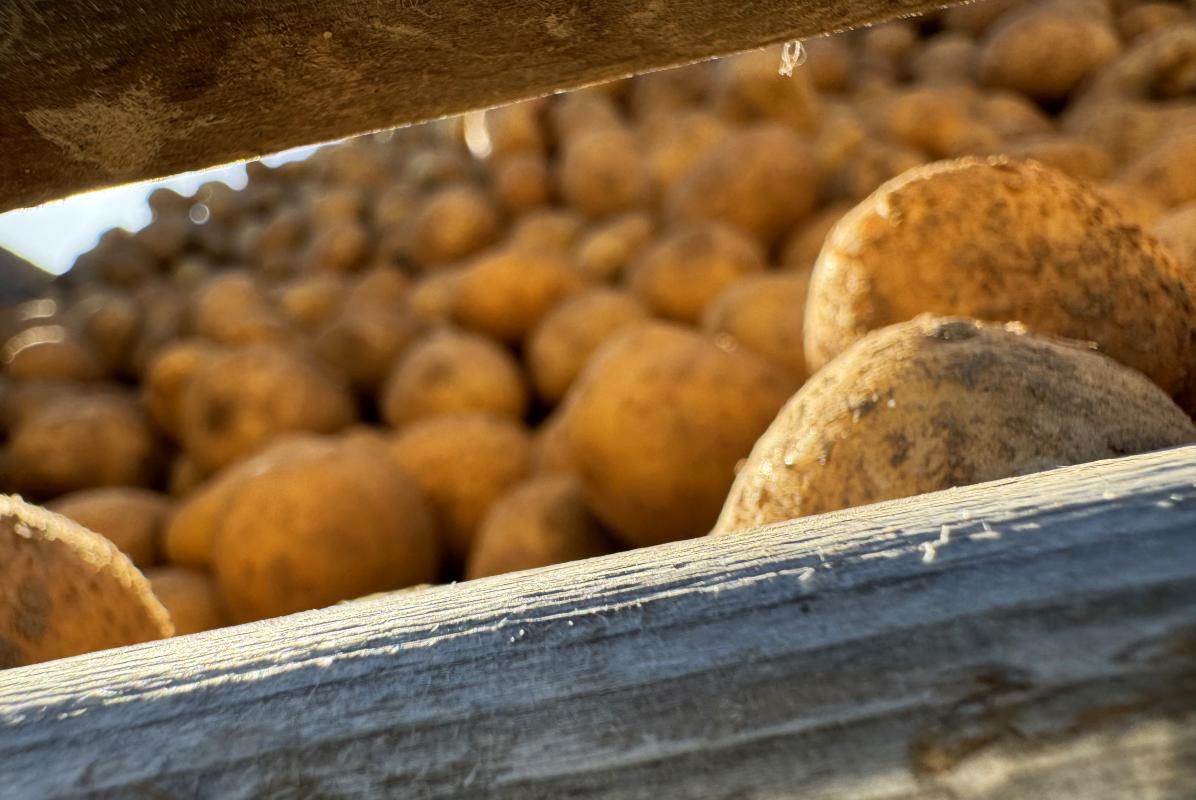 Kartoffeln in Großkisten