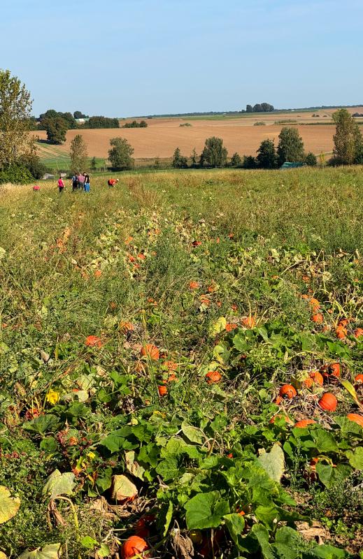Kürbisacker