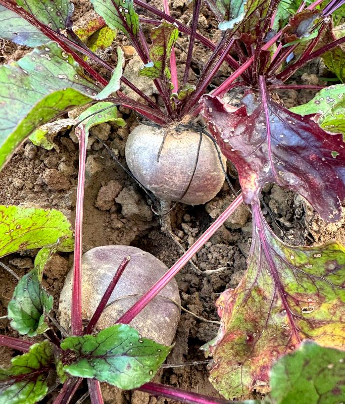 Rote Bete auf dem Acker