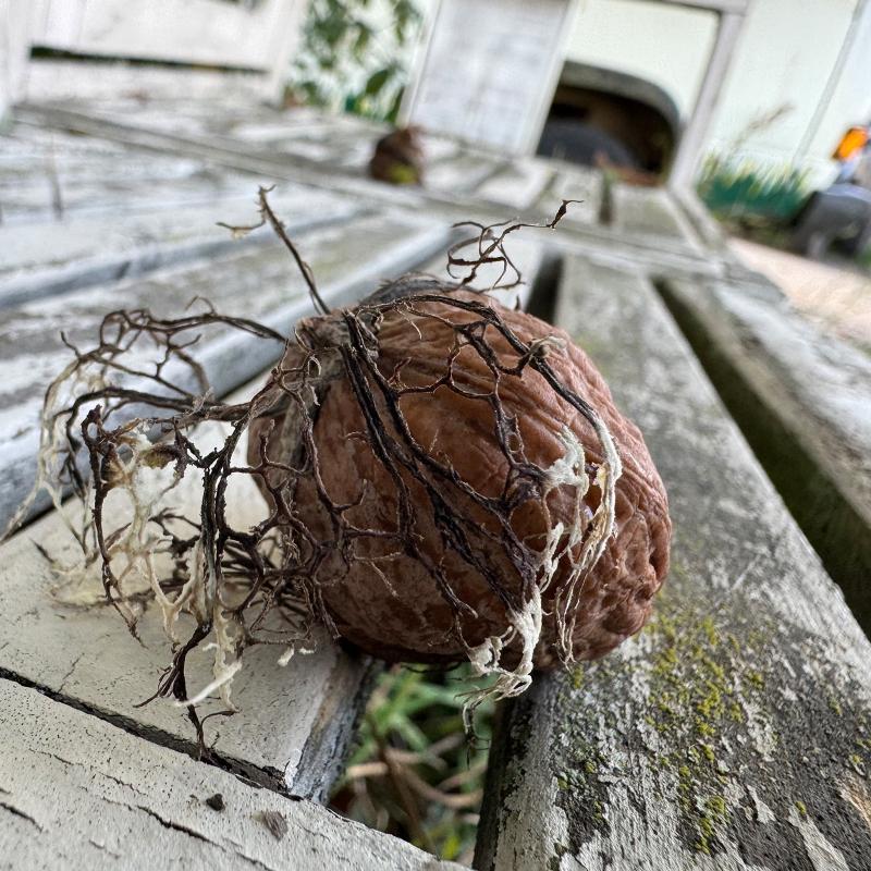 Walnuss auf einer Bank