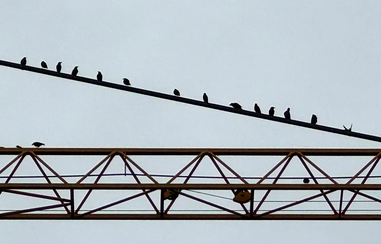 Vögel auf dem Kranarm