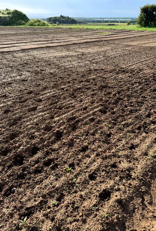Wildschweinschaden im Feldsalat