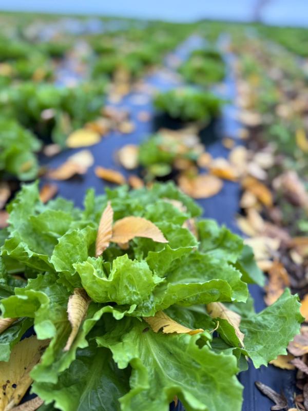 Endivien mit Herbstblätterschmuck auf dem Acker
