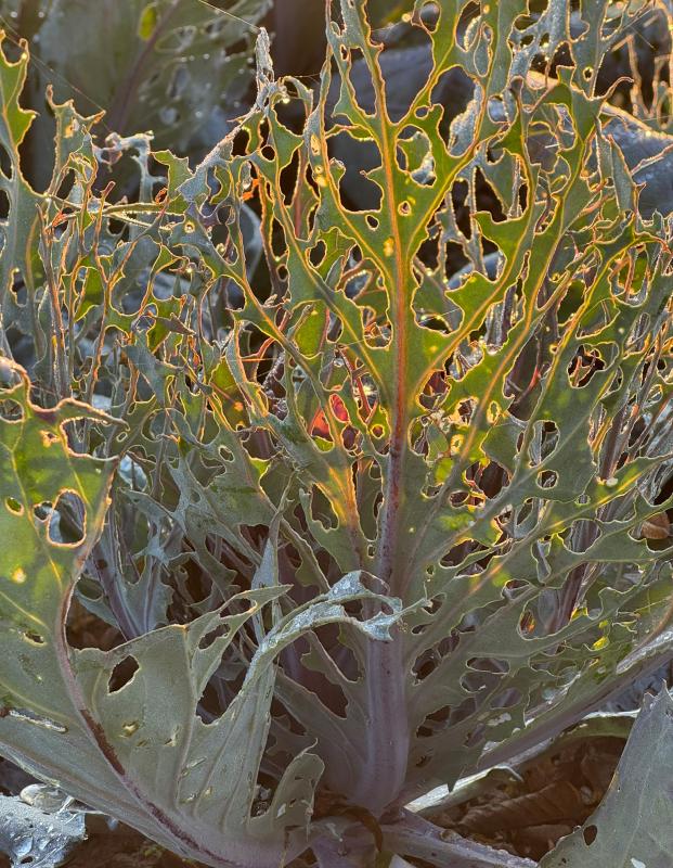Rotkohl mit Raupenfraß