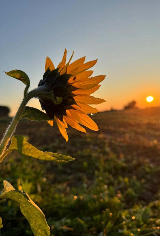 Sonnenblume auf dem Acker
