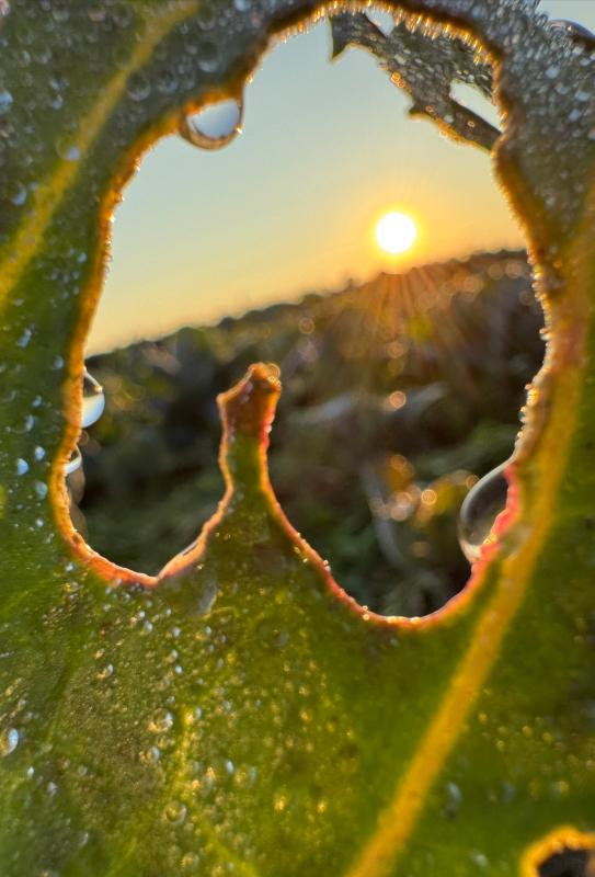 Sonnenaufgang durchs Fraßloch der Raupe