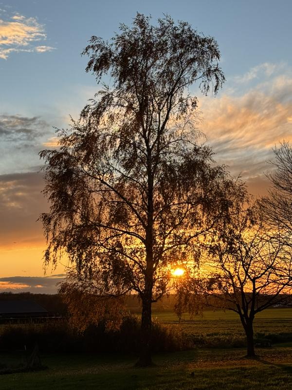 Birke im Sonnenuntergang