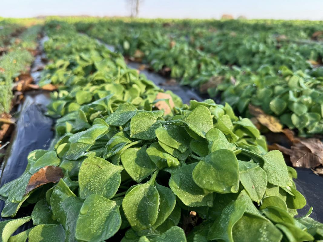 Postelein auf dem Acker