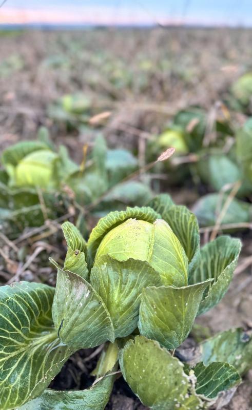 Weißkohl auf dem Acker