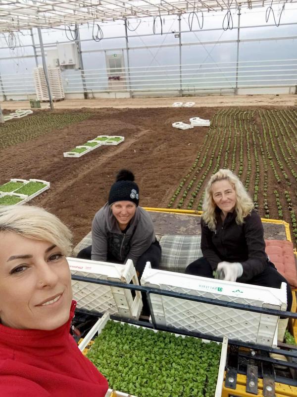 Gewächshaus Pflanzen stecken