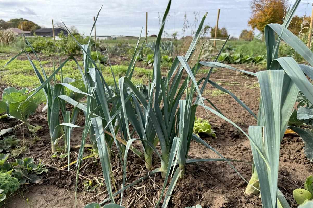 Lauch im Saisongarten