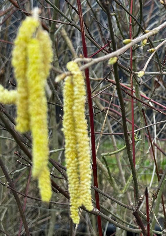 Gude, Frühlingsluft!