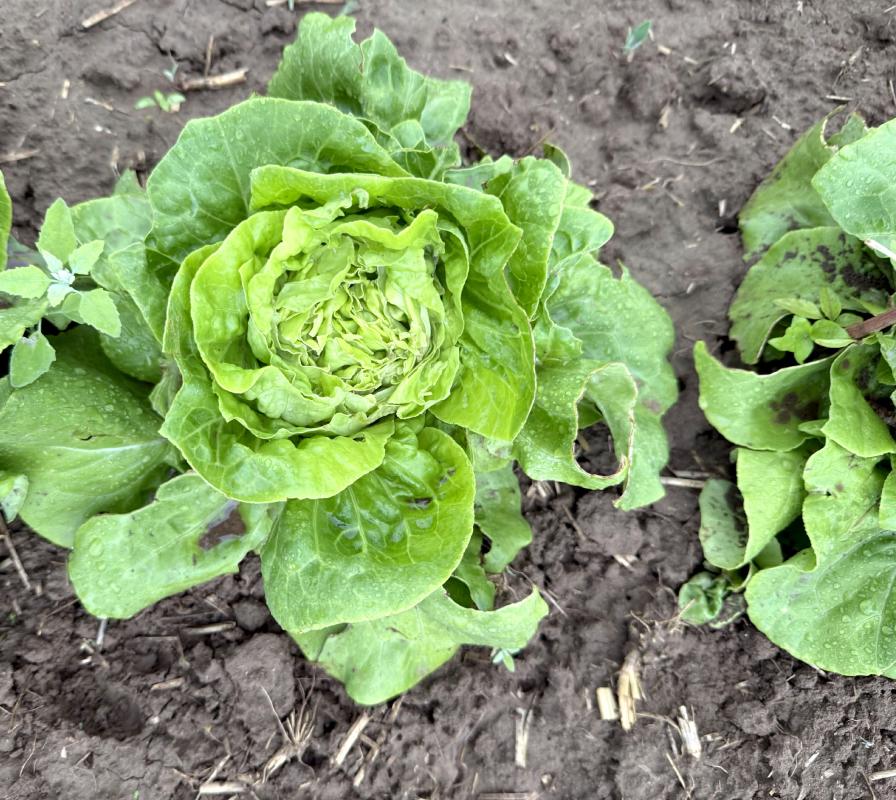 von Rehen abgefressene Salate