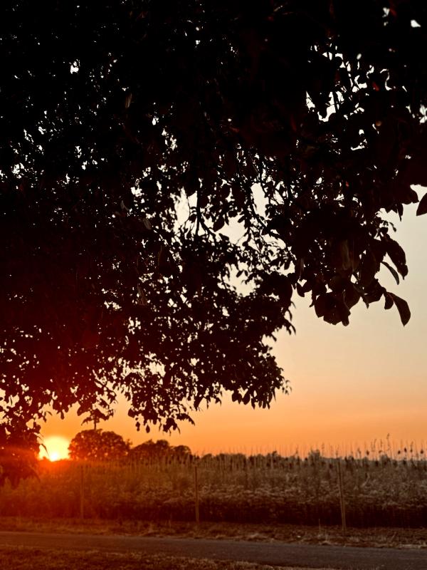 Sonnenuntergang 2 am Nussbaum