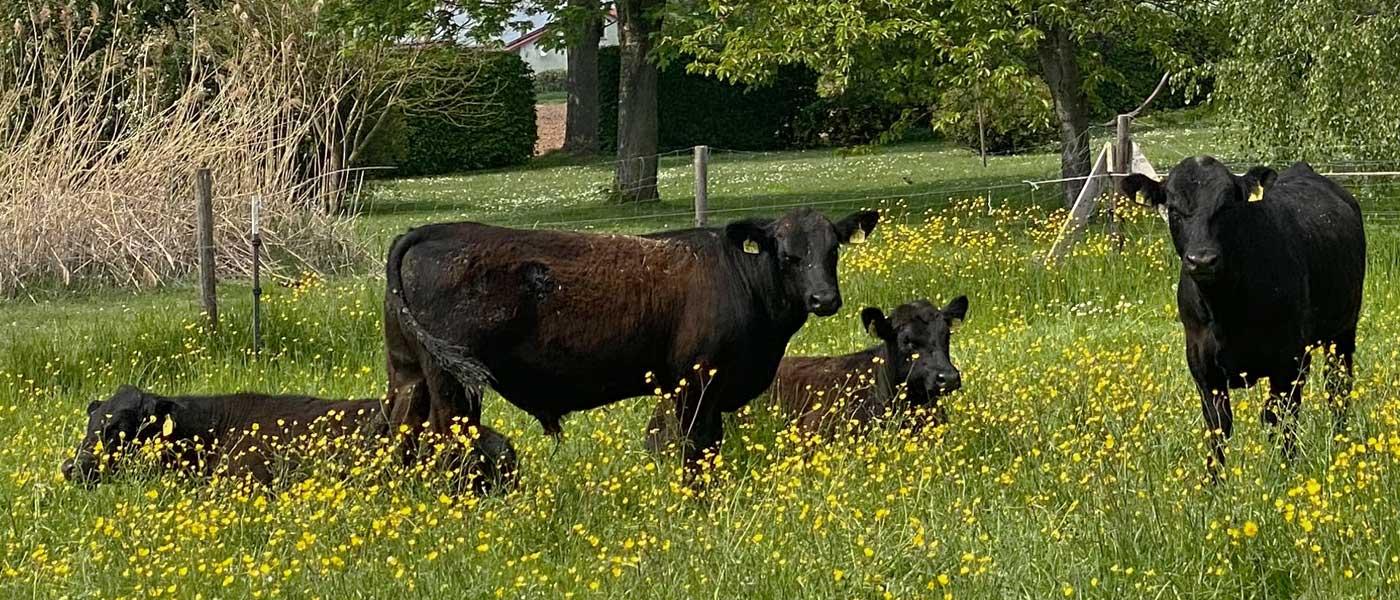 Ackerlei Tierhaltung